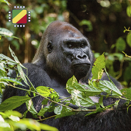 Congo opwaarderen 10GB (30 dagen)