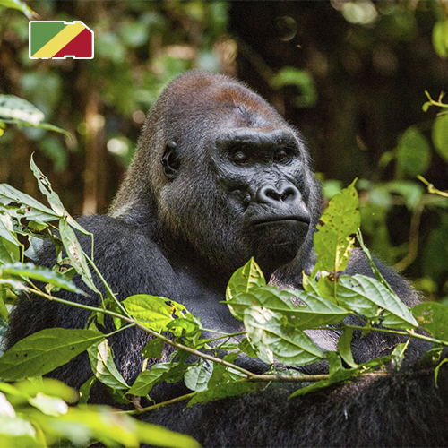 [SIM_8988_CONGO_10GB_30D] Daten-SIM-Karte Kongo-Brazzaville - 10 GB